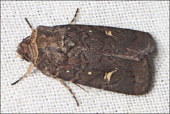 Proteuxoa bistrigula