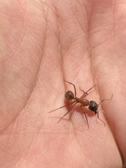 Camponotus semitestaceus