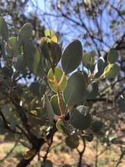 Eucalyptus minniritchi