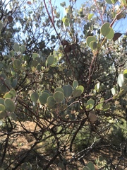 Eucalyptus minniritchi