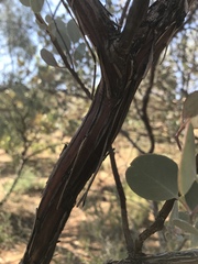 Eucalyptus minniritchi