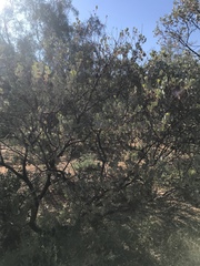 Eucalyptus minniritchi