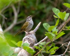 Arremonops chloronotus