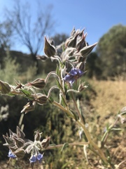 Trichodesma zeylanicum