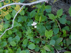 Valeriana californica