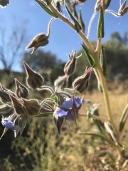 Trichodesma zeylanicum