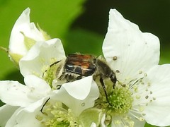 Trichiotinus piger