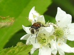 Trichiotinus piger