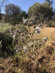 Trichodesma zeylanicum