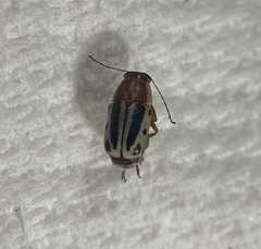 Pachybrachis bivittatus