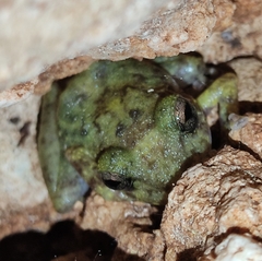 Craugastor yucatanensis