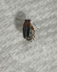 Pachybrachis bivittatus