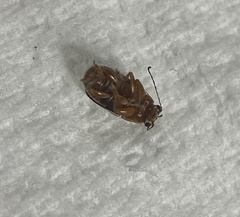 Pachybrachis bivittatus