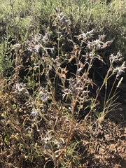 Trichodesma zeylanicum