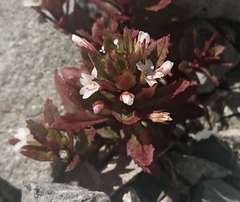 Epilobium pycnostachyum
