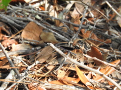 Argia fumipennis image