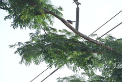 Turdus plumbeus