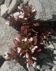 Epilobium pycnostachyum