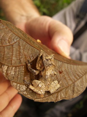 Hemiphractus scutatus