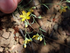 Hesperolinon breweri