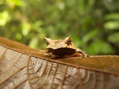 Hemiphractus scutatus