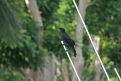 Quiscalus niger