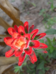 Castilleja arvensis arvensis