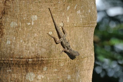 Anolis stratulus