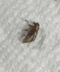 Pachybrachis bivittatus