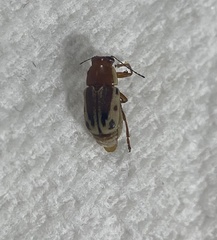 Pachybrachis bivittatus