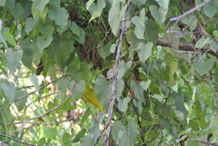 Anolis