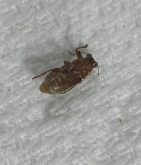 Pachybrachis bivittatus