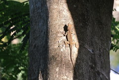 Anolis