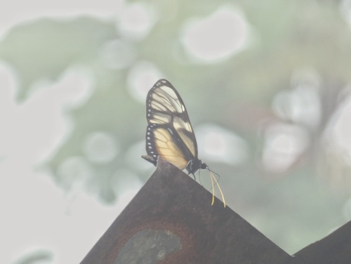 Olyras insignis