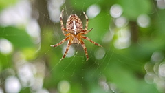 Araneus diadematus