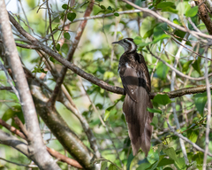 Dromococcyx phasianellus