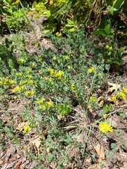 Acmispon decumbens