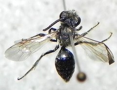 Andrena nasonii