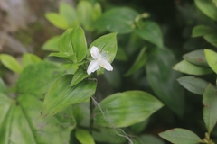 Tradescantia fluminensis
