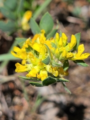 Acmispon decumbens