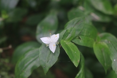 Tradescantia fluminensis