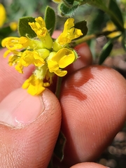 Acmispon decumbens