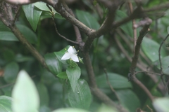 Tradescantia fluminensis