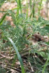 Artemisia macrantha