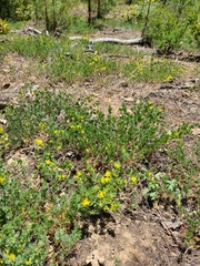 Acmispon decumbens