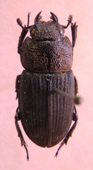Aegus chelifer