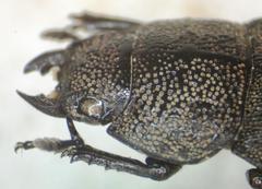 Aegus chelifer