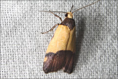 Heteroteucha kershawi