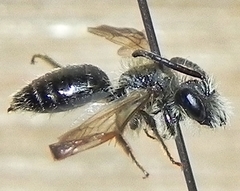 Andrena nasonii
