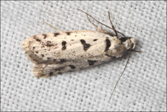 Scatochresis episema